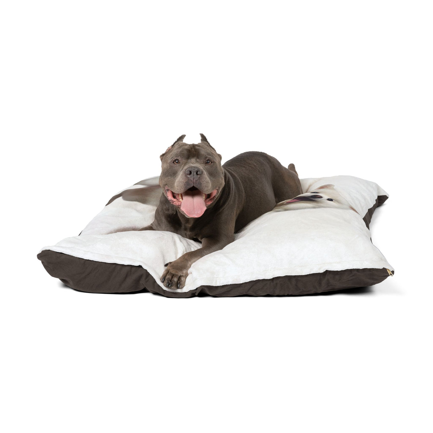 Pet Bed